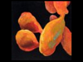 eason-eige_black-VII-orange-black-series 